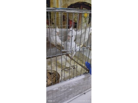 Albino yavru sultan papağanları