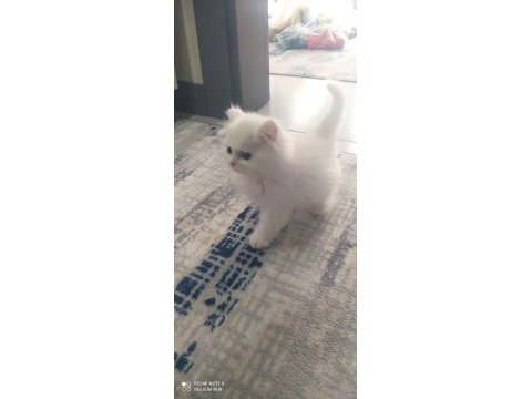 4 aylık yavru british shorthair kedimiz