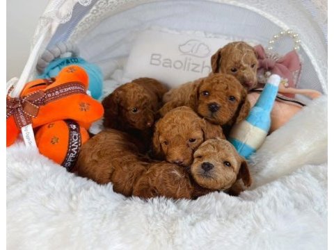 Korekan maltipoo üst seviye