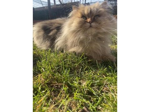 İran chinchilla bolu merkez aciliyeti vardır