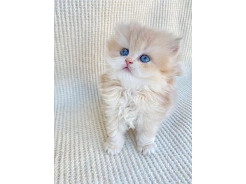 British longhair cy12 lesley yeni yuvasını arıyor