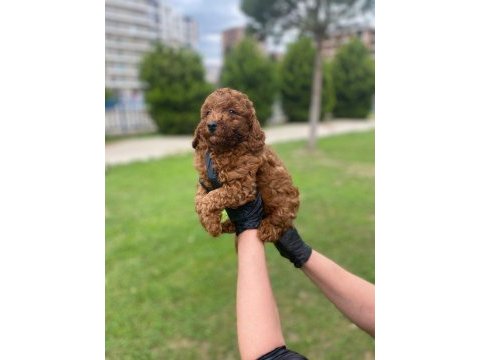 Kıvır kıvır orjinal poodle minişlerim