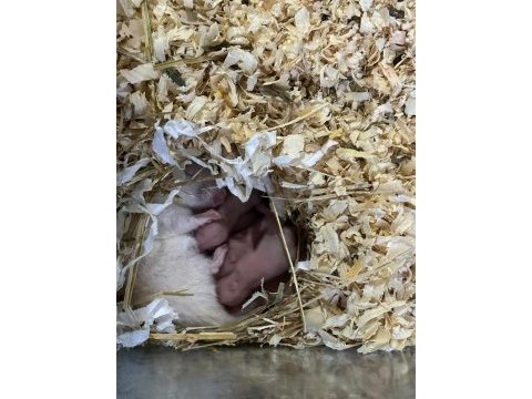Suriye hamster için ulaşınız