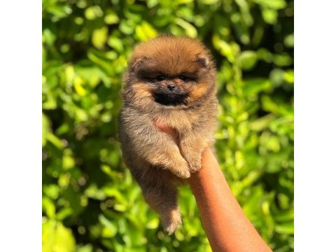 Pomeranian bebek suratımız yeni yuvasını arıyor