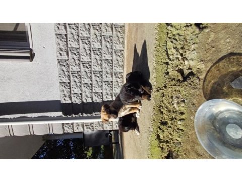 Yavrular kangal ve kurt tarzı köpeğin yavrularıdır