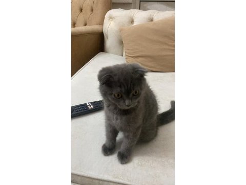 Sevimli kız scottish fold