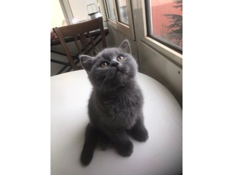 British longhair 2 aylık yavru
