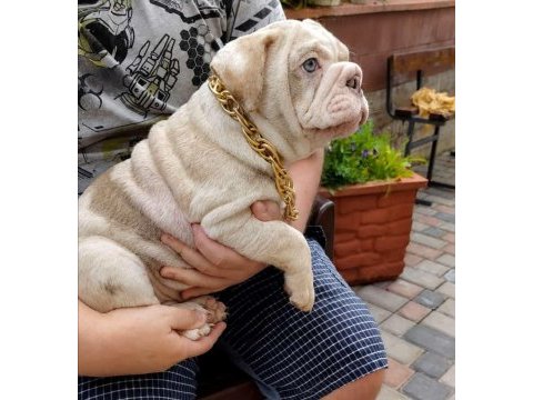 Renkli bulldog çocuklar