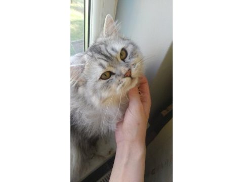 Chinchilla oğlumuza eş arıyoruz
