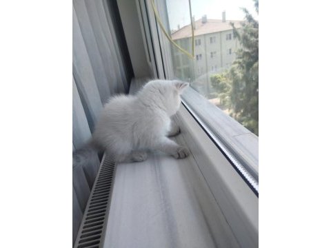 British shorthair dişi yavru
