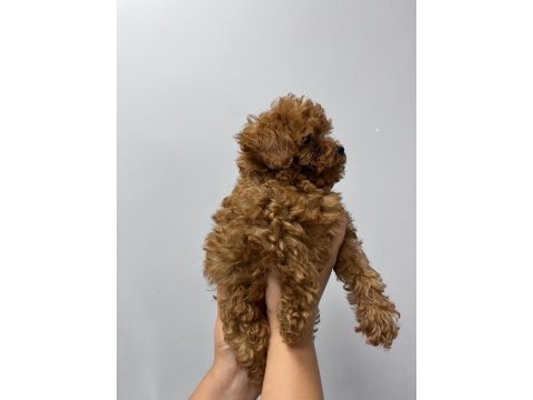 Kore tea cup poodle yavrular
