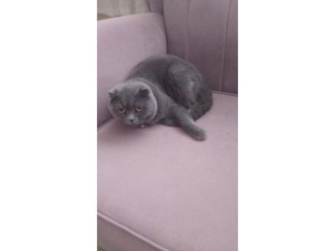 Full uykucu kedi 2 yaşında british
