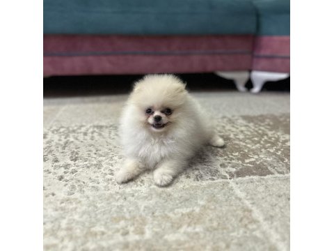 İki aylık yavru pomeranian