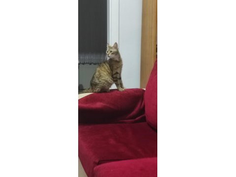 Tontiğe ve yavrularına yuva arıyorum tekir