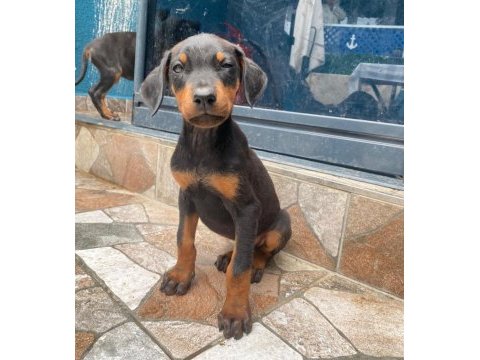 Dobermanlar