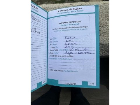 Harika çok güzel bir kedimiz yedi aylık