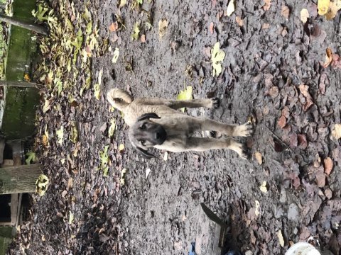 Safkan erkek kangal yavru