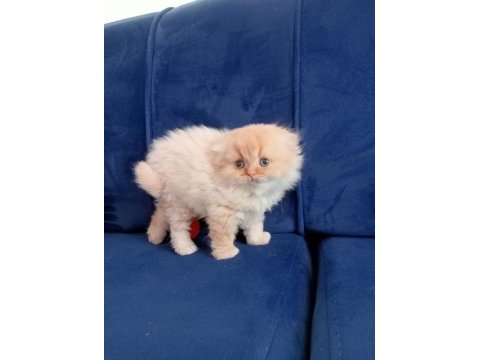 Scottish fold longhair kedimiz