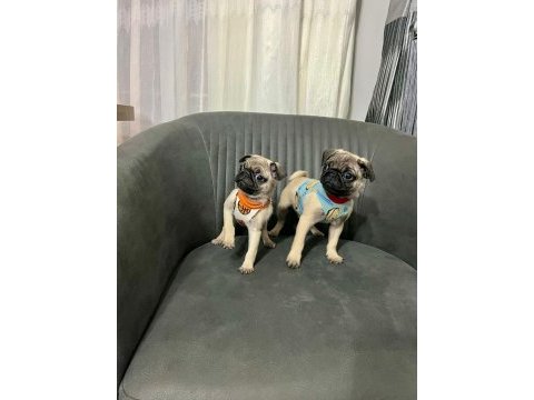 Sıfır burun a kalite pug bebekler