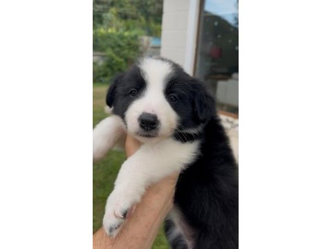 Çok özel son 2 yavru köpeğimiz