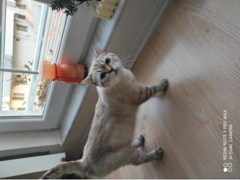 11 aylık british shorthair