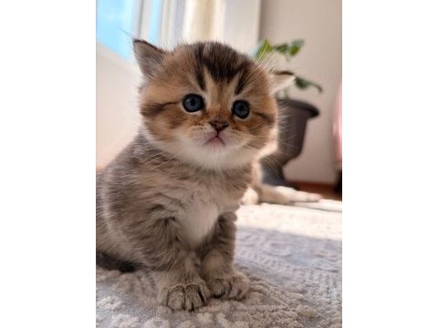 Çok oyuncu safkan british shorthair yavrumuz