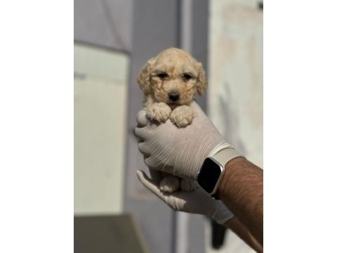 Maltipoo yavrularımızı canlı görerek alabilirsiniz