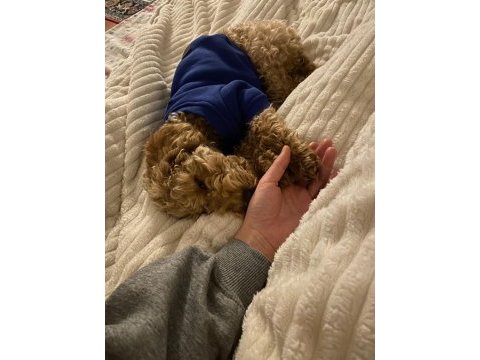 6 aylık top poodle