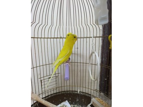 Çift muhabbet kuşu 8 aylık
