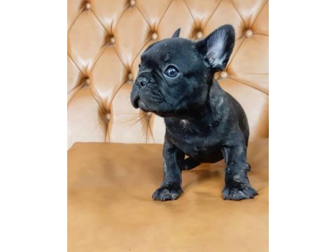 French bulldog yavruları
