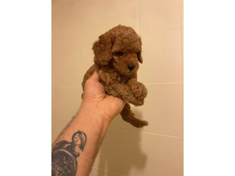 Erkek dişi toy poodle yavrular
