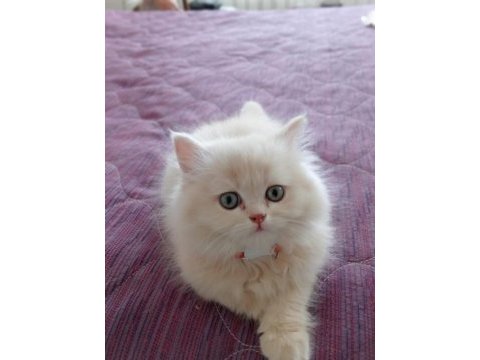 British longhair yavrularıma ömürlük yuva arıyorum