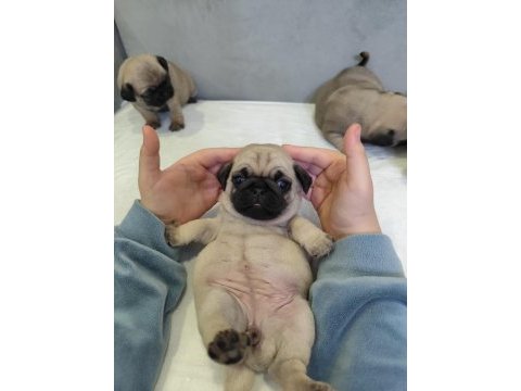 Kaliteli pug mops yavrular