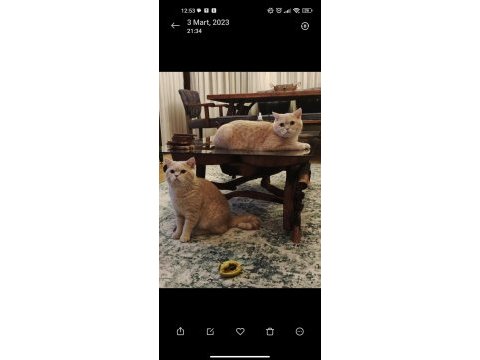 British shorthair kedimiz