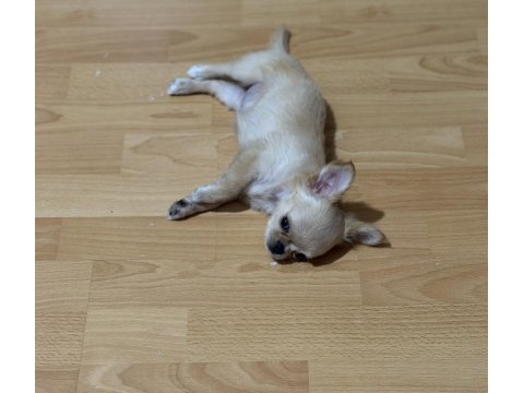 Chihuahua 3 aylık köpeğimiz