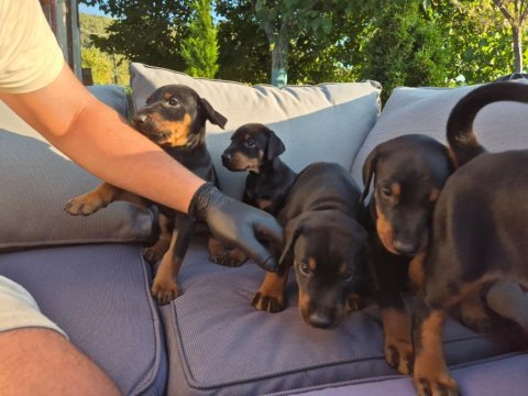 2 aylık a kalite doberman yavrular