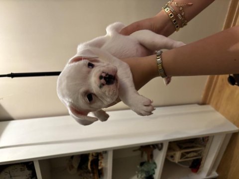 Sağlık garantili french bulldog yavrular
