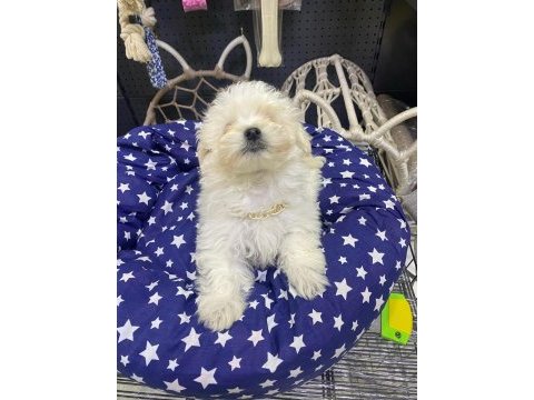 Maltipoo ve maltese yavrularımız mevcuttur