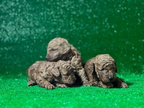 Toy poodle köpekleri