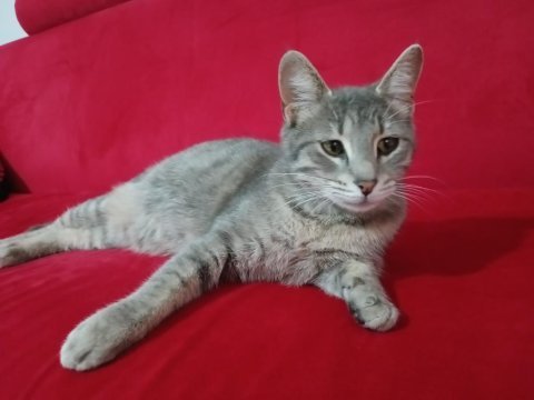 Gri tekir kedi acil yuva arıyor