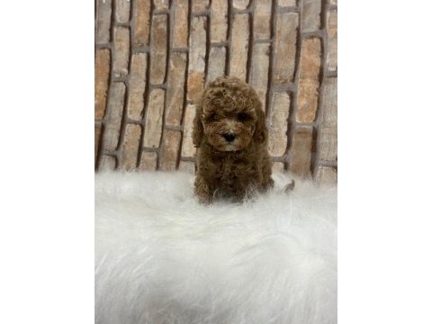 Şecereli aşılı poodle yavru köpekler