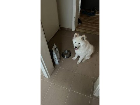 Çok akıllı çok sadık 4.5 aylık patili samoyed dostum