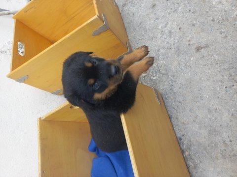 Koca kafa macar rottweiler yavrular sahiplendirilecektir