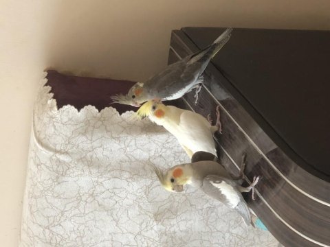 Yeni sultan papağanı yavruları