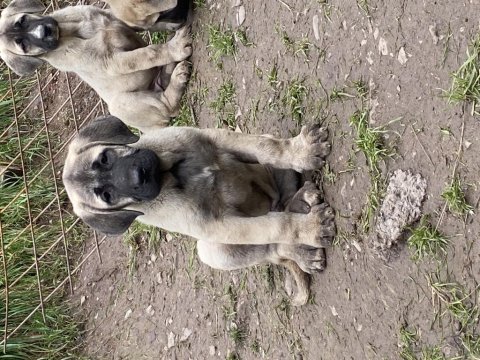 Köpeğimizi sahiplendiriyoruz