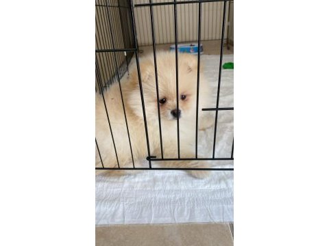 2 aylık pomeranian bebeğimiz