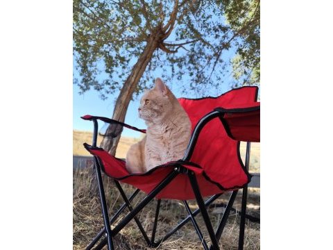 British shorthair oğluma eş arıyoruz