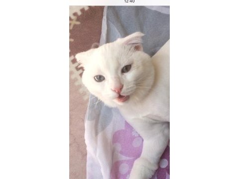 Kehribar ve mavi gözlü beyaz erkek scottish fold