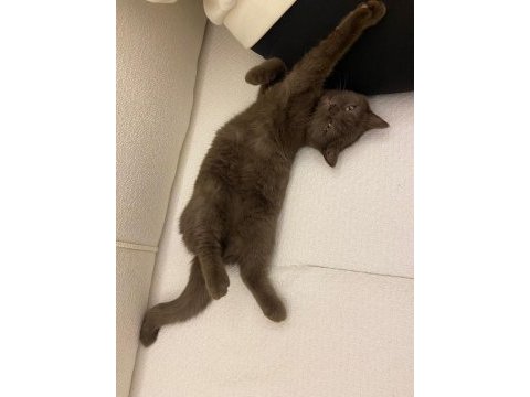 British shorthair kedisi 11 aylık
