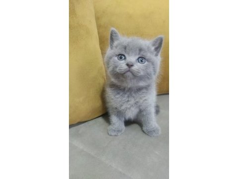 British shorthair gri ve lilac yavrular 60 günlük